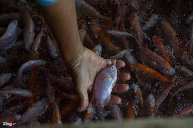 Theo đại diện Chi cục Thủy sản Tiền Giang, chất lượng nước khu vực cồn Thới Sơn trong mấy tháng qua không thật sự tốt cho người nuôi cá lồng bè.