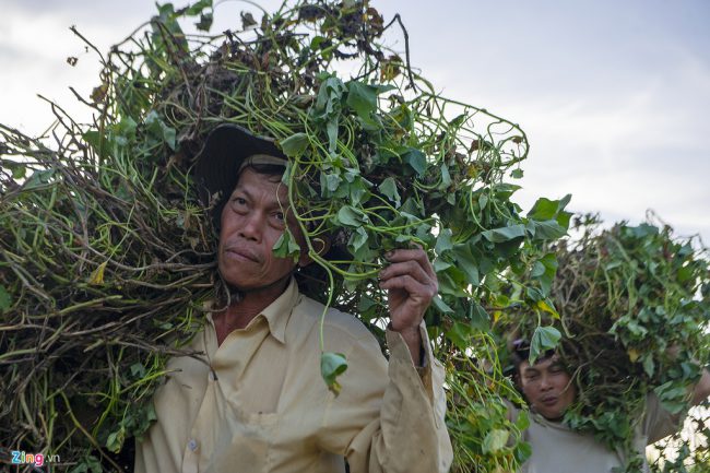 Ông Yến cùng anh Vũ cắt và thu gom dây khoai. Ông cho biết trong vài ngày tới, lúc dây khoai héo khô cũng là thời điểm ông dùng thuốc phun toàn vườn khoai để diệt hẳn mầm khoai bệnh. Có như thế thì sau Tết Nguyên Đán, gia đình ông mới có thể trồng được hoa màu trên phần đất này.