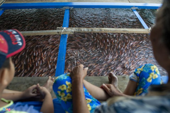 Trong thời gian tới, nhiều khả năng vì ảnh hưởng bởi hạn mặn dẫn đến chất lượng nguồn nước sông tại đây ngày càng tệ, độ PH thay đổi. Trong khi đó, vài tháng qua người nuôi cá thường xuyên thấy những xác cá trôi nổi tại các bè nuôi - tình trạng rất ít khi xảy ra ở những năm trước.