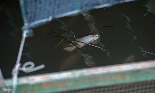 Không riêng bà Hiền, nhiều người nuôi cá lồng bè tại cồn Thới Sơn cũng chung mối lo. Theo nhiều người, tình trạng xâm nhập mặn tại nhánh sông Tiền, đoạn qua khu vực cồn Thới Sơn nhanh và sâu hơn những năm trước. Họ thậm chí còn lo sợ nước mặn xâm nhập vào tận đây khi cá chưa đến ngày thu hoạch.