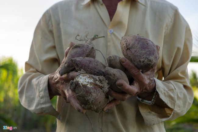 Lúc bắt đầu tưới nước nhiễm mặn, vườn khoai có biểu hiện vàng lá nhẹ, rồi khoai thiếu sức sống, thối rễ và sùng nguyên cả vườn. Thương lái khi đến vườn khoai nhà ông đều từ chối mua. Một thương lái cho biết vườn khoai nhà ông Yến bị hỏng đến 80% và sẽ lây lan hết cả vườn trong vài ngày tới.