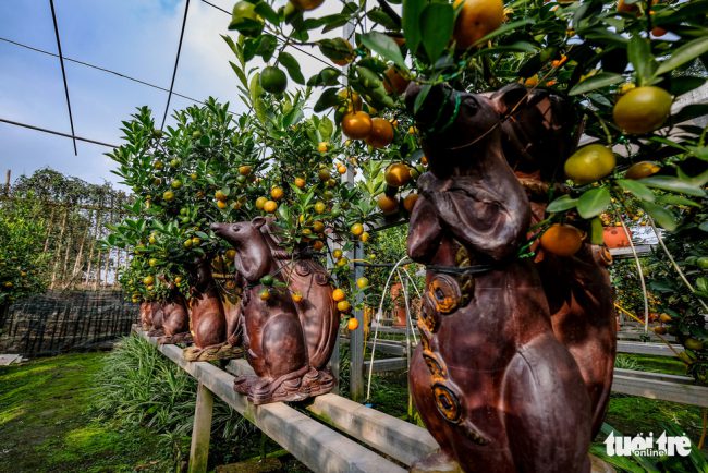 Ngoài quất "thăng tiến" độc lạ của gia đình ông Xuân, nhiều chủ vườn cây cảnh năm nay cũng tạo ra những sản phẩm theo năm mới Tết Canh Tý với những chậu hình con chuột. Mỗi chậu như này có giá dao động từ 1 triệu đến 3 triệu đồng