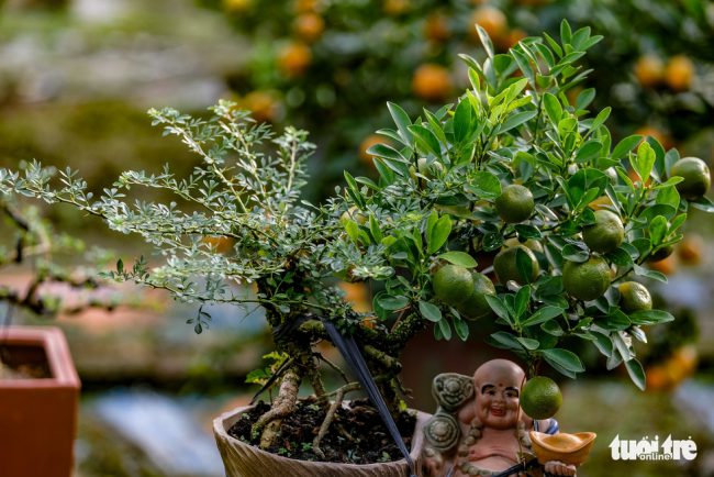 Theo quan niệm phong thuỷ của nhiều người chơi cây cảnh, sự kết hợp giữa cần thăng và quất truyền thống là biểu tượng của sự thăng tiến, cầu may mắn, phú quý