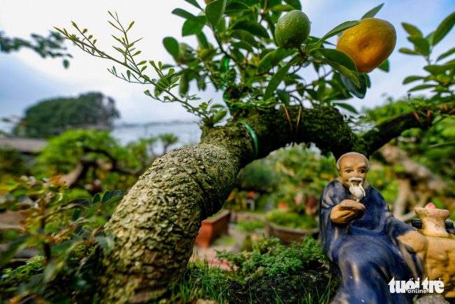 Giá trị ở chậu quất "thăng tiến" chính là dáng, thế của cây cần thăng. Phải chọn được một cây cần thăng có thân lớn, xù xì, độc và lạ