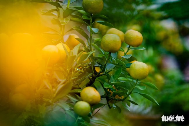 Tiếp đến là mầm quất truyền thống với quả to mọng...