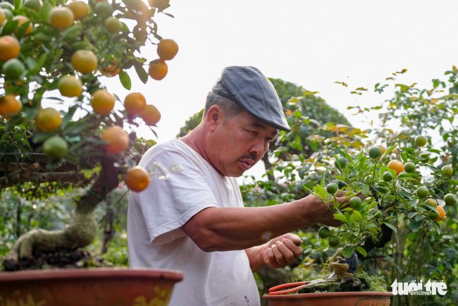 Ông Trương Ngọc Xuân cho biết mỗi năm nhà ông chỉ đáp ứng được khoảng dưới 100 chậu quất "thăng tiến" vì loại này mất rất nhiều thời gian để có thể ra một sản phẩm hoàn chỉnh