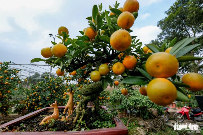 Những chậu quất "thăng tiến" như thế này có giá từ 3 triệu đồng đến 5 triệu đồng