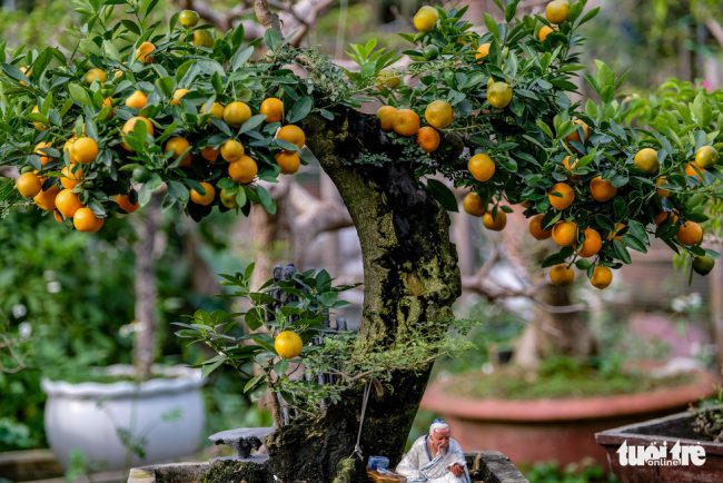 Còn đối với những chậu có thân lớn, dáng độc lạ như này có giá lên tới vài chục triệu đồng, nhưng hiện nay cũng đã có người đặt