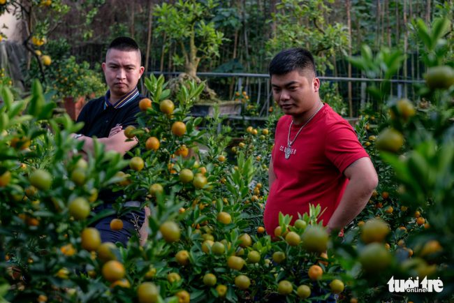 Nhiều khách chơi cây cảnh Tết đã có mặt từ sớm để lựa chọn, giữ những chậu quất "thăng tiến" đẹp nhất cho mình 