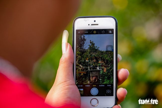 Một khách hàng chụp lại chậu quất "thăng tiến" có dáng đẹp và độc lạ