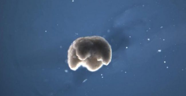 Một "robot sống" Xenobot với 4 chân. Ảnh: Douglas Blackiston.