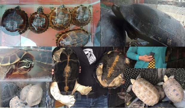 Trong số các động vật đối mặt với nguy cơ tuyệt chủng gia tăng hiện nay, rùa hiện đang đứng đầu bảng. Ảnh: HC