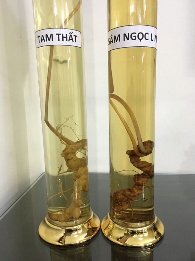 Củ tam thất và củ sâm Ngọc Linh trong bình ngâm rượu như “anh em sinh đôi” Ảnh: Quang Viên
