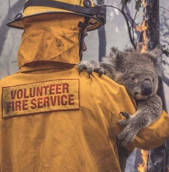 Vẫn còn nguyên nét bàng hoàng trên gương mặt chú gấu koala khi được giải cứu - Ảnh: Twitter