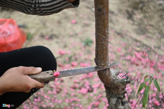 Một số cây đào đã bung nụ, trổ hoa sớm được người nông dân cắt cành mang ra chợ bán phục vụ ngày cúng Táo quân.