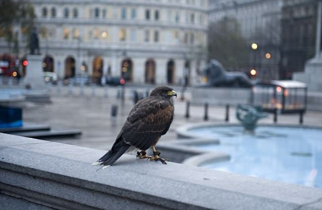 loai-chim-doi-tieng-hot