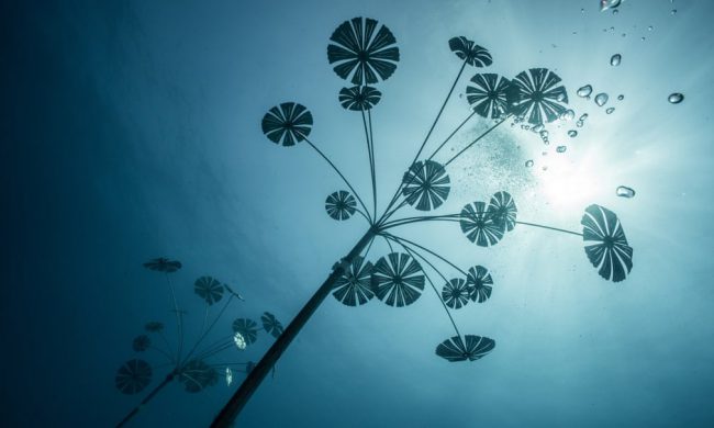 bao-tang-duoi-nuoc-tai-tao-ran-san-ho