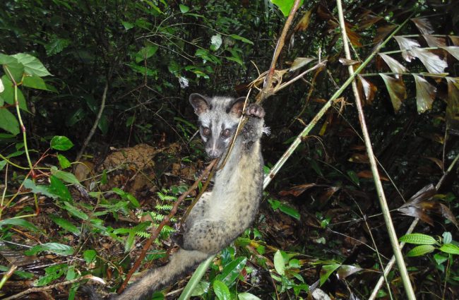 bay-dang-huy-diet-cac-khu-rung-viet-nam