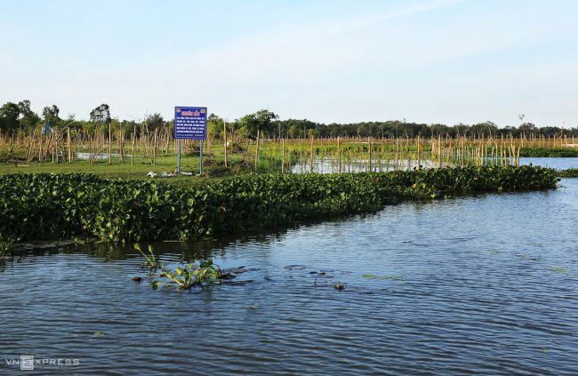 dan-chim-quy-tren-song-dam