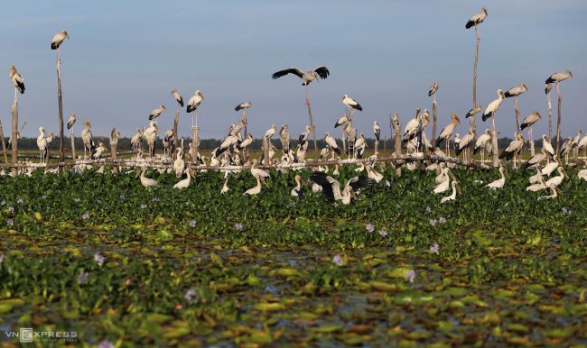 dan-chim-quy-tren-song-dam