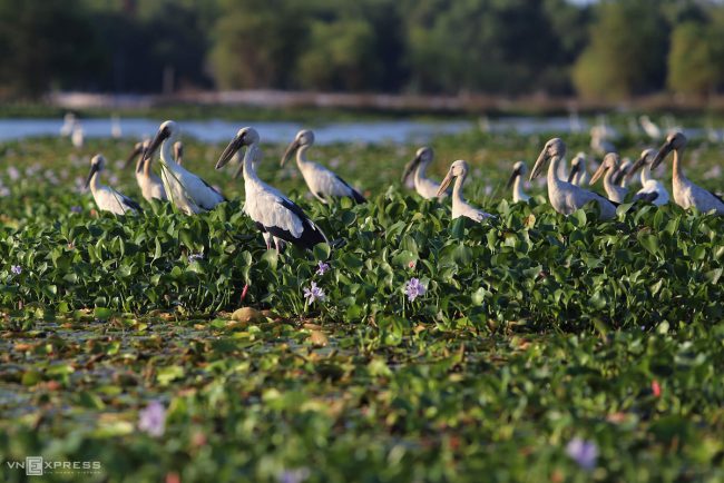 dan-chim-quy-tren-song-dam