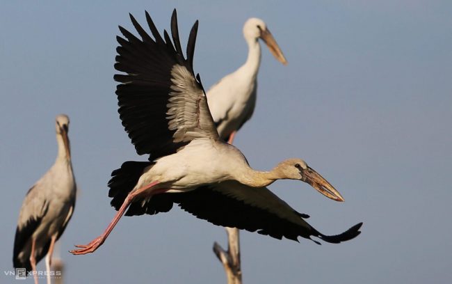 dan-chim-quy-tren-song-dam