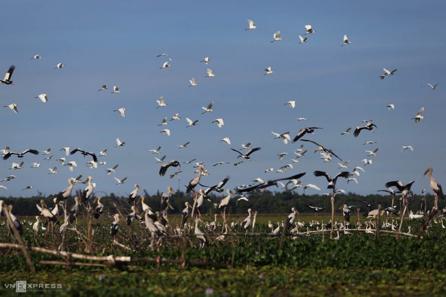 dan-chim-quy-tren-song-dam