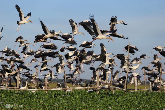 dan-chim-quy-tren-song-dam