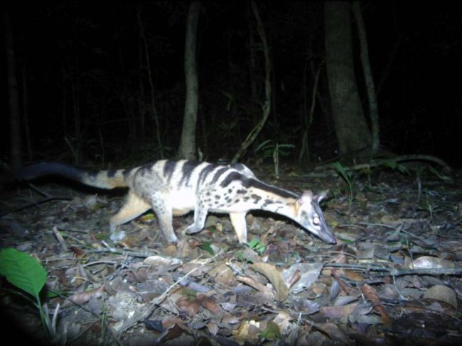 nhieu-loi-dong-vat-cuc-ky-quy-hiem