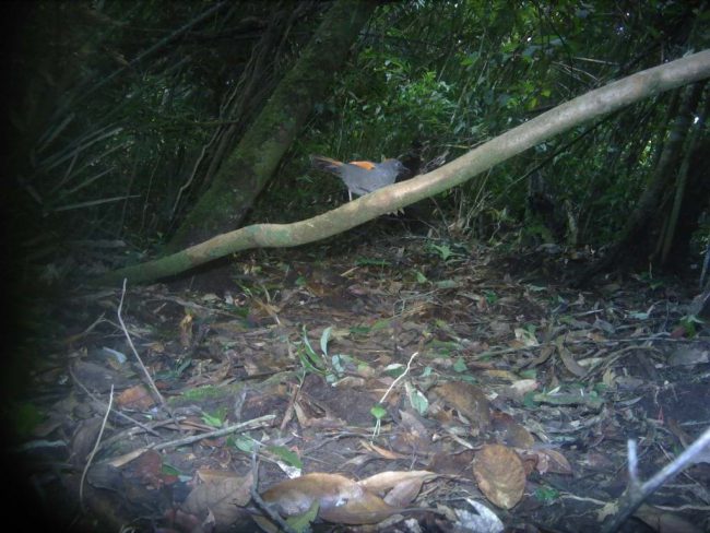 nhieu-loi-dong-vat-cuc-ky-quy-hiem