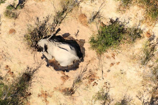 hon-400-con-voi-chet-bi-an