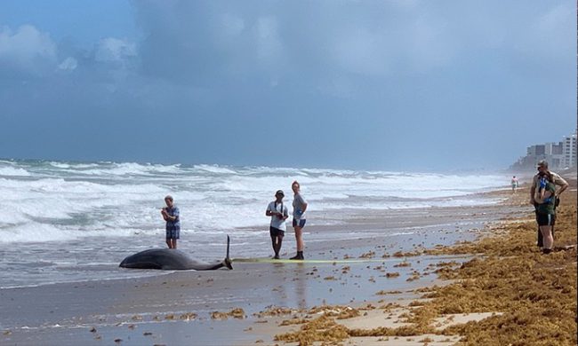 doc-to-trong-ca-voi-mac-can