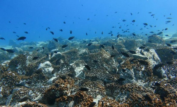 he-sinh-thai-dai-duong