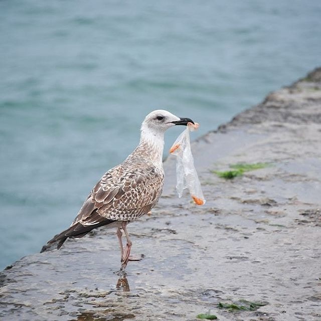 rac-thai-nhua-dai-duong