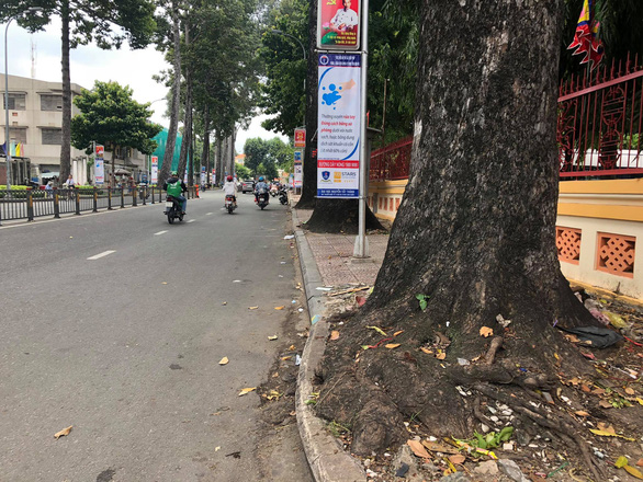 cay-dau-co-thu-o-binh-thanh