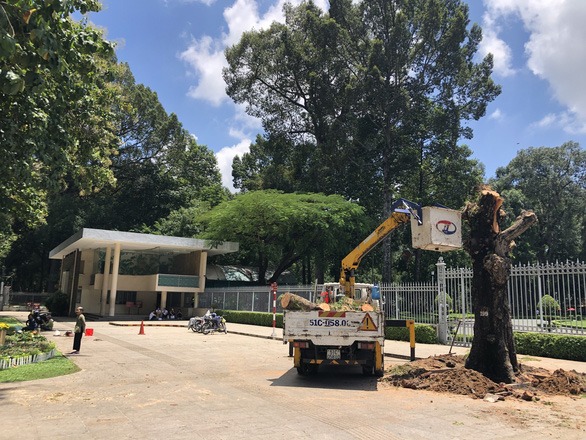 don-cay-lim-xet-truoc-dinh-doc-lap