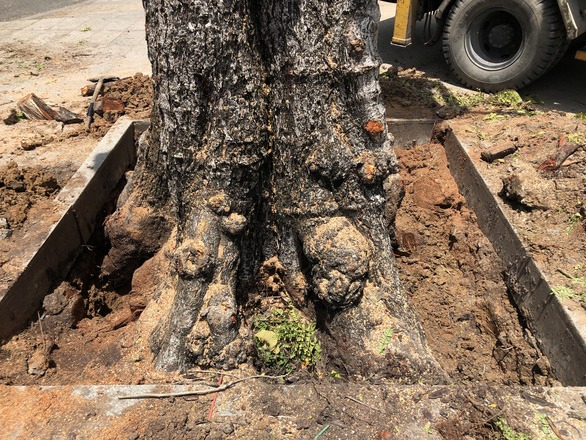 don-cay-lim-xet-truoc-dinh-doc-lap