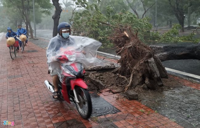 cay-xanh-tai-hue-gay-do