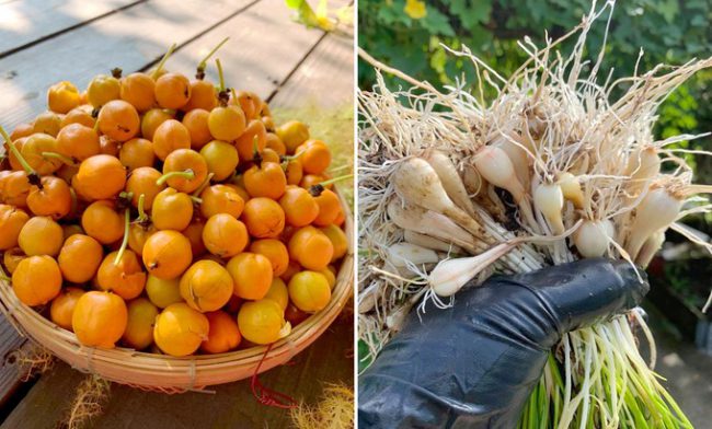 hoi-nhung-nguoi-lam-vuon-viet-o-my