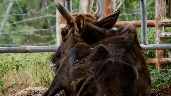 bo-tot-gay-tro-xuong