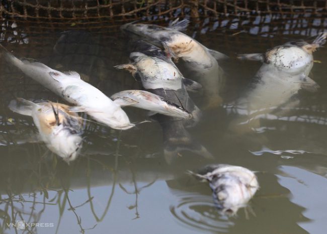 hang-chuc-tan-ca-long-chet