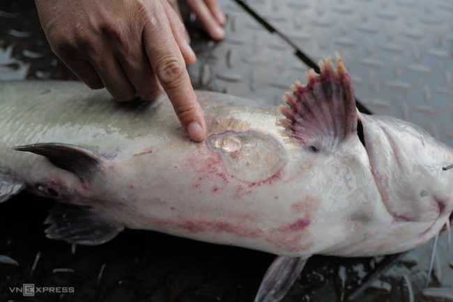 hang-chuc-tan-ca-long-chet