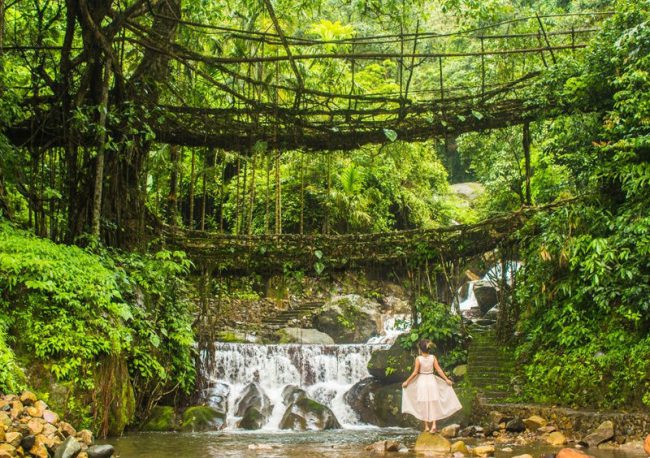 cau-re-cay-hon-500-tuoi