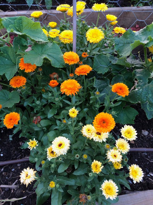 quay-rau-cua-co-gai-viet-o-uc