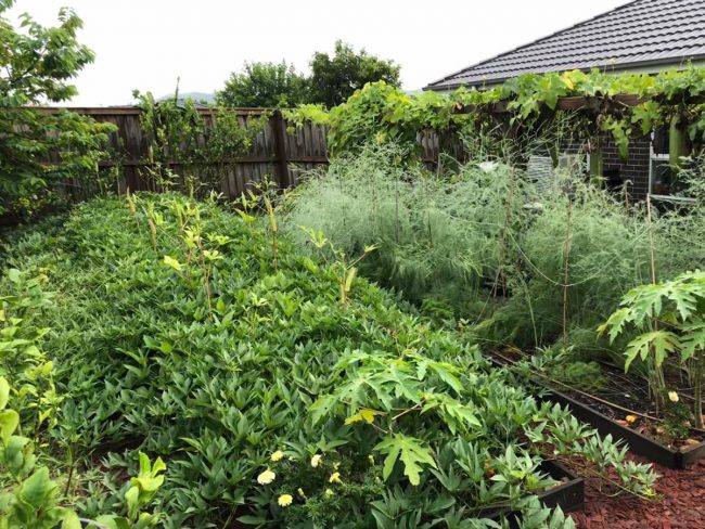 quay-rau-cua-co-gai-viet-o-uc