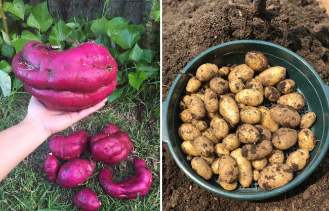 quay-rau-cua-co-gai-viet-o-uc