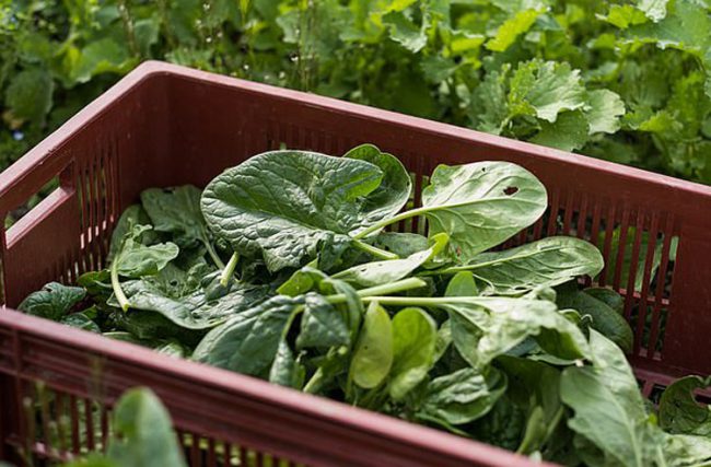 rau-chan-vit-tai-tao-pin