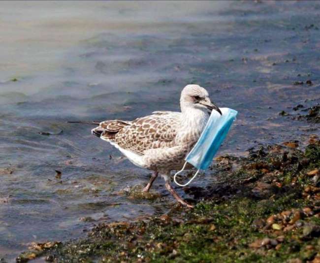 khau-trang-dung-mot-lan