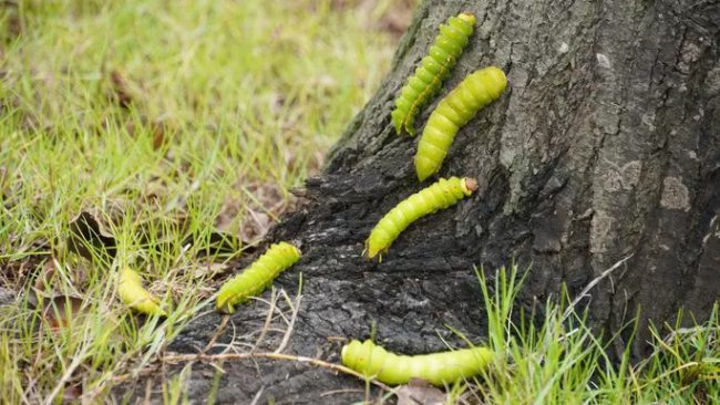 hang-tram-cay-xanh-o-vung-tau-bi-sau-an-la