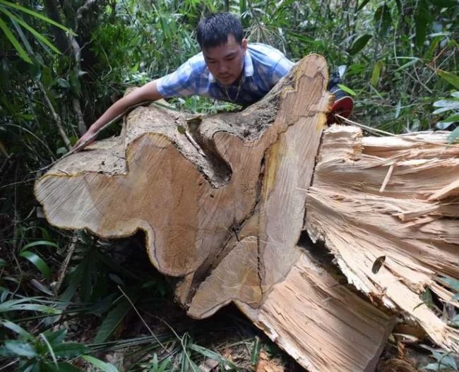 rung-tu-nhien-khong-ngung-chay-mau